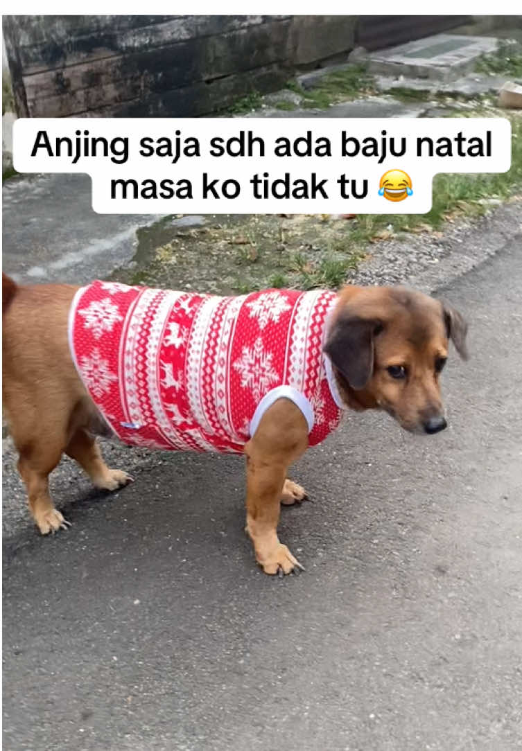 baju natal untuk anjing 😁 #anjinglucu #anjingpintar #anjinggemoy #anjingtiktok🐶 #bajuanjing 