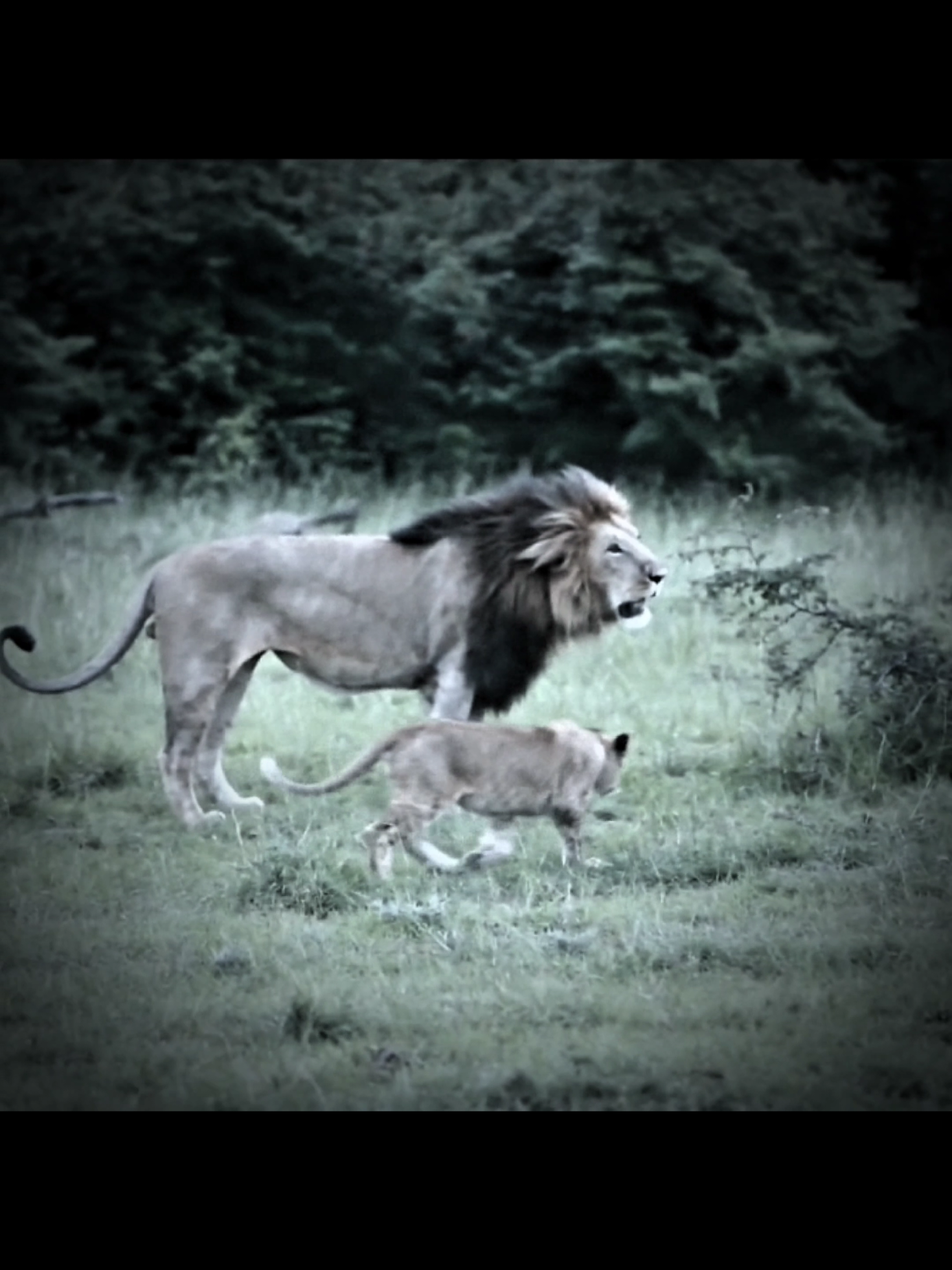 Rekero boys koalisyonundan birisi 