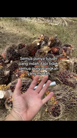 😇😇 #katakata #perintismuda #anakpetanisawit #pemanensawit #sawitindonesia 