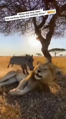 INCREDIBLE MOMENT 😂 WARTHOG VS LION 😂 #funnyvideos😂 #fyp #viralvideos #warthog #lion