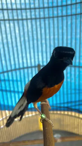 #muraibatu #muraibatuindonesia #muraibatumania #muraibatumedan #kicaumaniaindonesia #kicaumanianusantara #kicauburung 