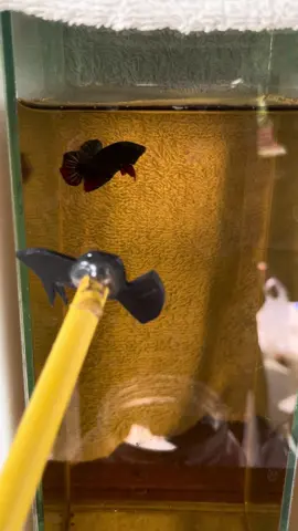 หมักพร้อมเลี้ยงพอมีเเบ่ง💯#หม้อสายกัด #ฟิวบ้านปลากัด 