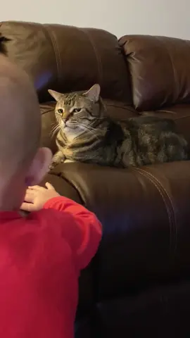 Cat’s First Reaction to a Kid #fyp #cat #cats #catlover #catsoftiktok 