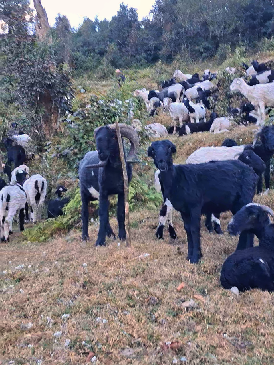 Bheda ko bathan🐏🐑🥰💐 #fyp_virol_tiktok_Mangsima🌍💝💐 