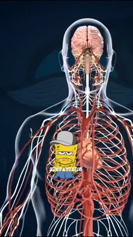 Weird facts 101 👌 #Simpatikos #spongebobsquarepants 