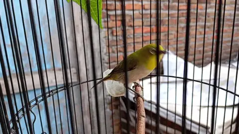 Terapi Pleci Dada Putih Jaminan Langsung Ngeriwik Kasar #pcmi #fyp #pancinganpleci #pleci #terapipleci 