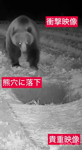提供映像！熊が穴に落ちる衝撃映像！#提供映像 #監視カメラ映像 #自然の記録 #野生動物 #熊  