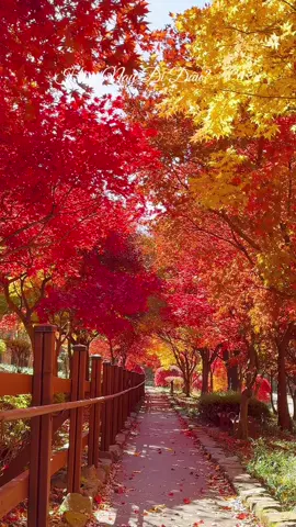 #청주시 #미동산수목원  Ở đây lá đang đỏ đẹp,mọi người có đi thì đi trong tuần này thôi nhé mọi người.