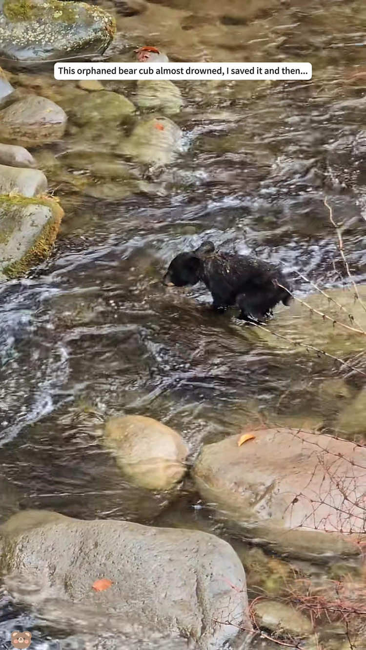 This orphaned bear cub almost drowned, l saved it and then... #animal #animals #bear #save #rescue #loveanimal #lovestory #animalrescue #cuteanimal #fyp #foryou #foryoupage❤️❤️ #animalstiktok #usa 