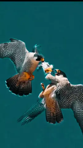 #Aguila #اللهم_صلي_على_نبينا_محمد #نورالدين 