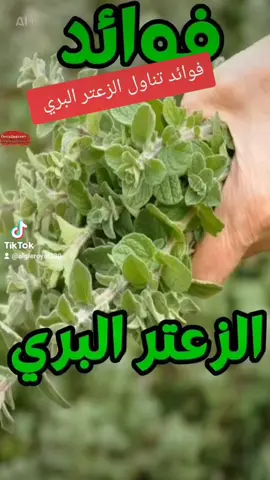 فوائد الزعتر البري لجسم الإنسان  #التداوي_بالأعشاب_والمنتجات_الطبيعية #اعشاب_طبيعيه_فوائد #الزعتر_البري #foryoupage❤️❤️ #explor 