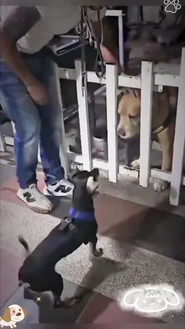 Barking like killers… door opens 💀😂”#FenceBark #GateOpened #fyp #Viral #DogFail