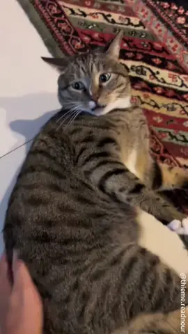 My cat loves having its butt patted#catsoftiktok #catvideo #funnycat #funnyvideo #interesting 