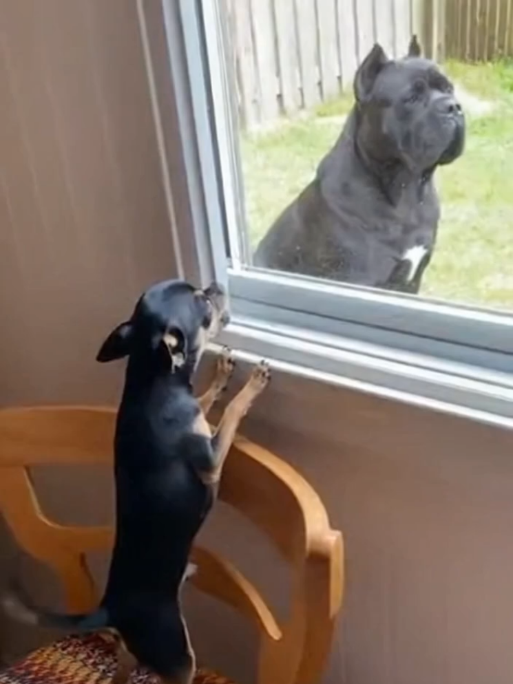 le pauvre😂😭 #PetsOfTikTok #fyp #vidéoviral #funnydog #viral 