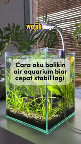Setelah lama nggak dibersihin, akhirnya aku kuras lagi aquarium ini 🌿 Ganti air sekitar 80%, kaca dibersihin, dan terakhir masukin bakteri starter Kohiro biar air cepat stabil lagi 🐠 Buat kamu yang sering ngerawat aquarium, bakteri starter ini wajib banget ada — tinggal tuang, dan air cepat bening lagi 💧 Cek Kohiro-nya di keranjang kuning 👇 #SiPalingAffiliate #Kohiro #Aquascape #TikTokShopAffiliate #bakteristarter 