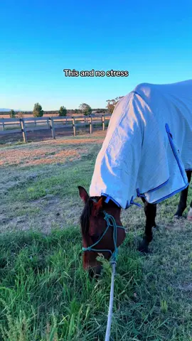 Sometimes all you need is a break from reality  #nostress #horse #equestrian #country 