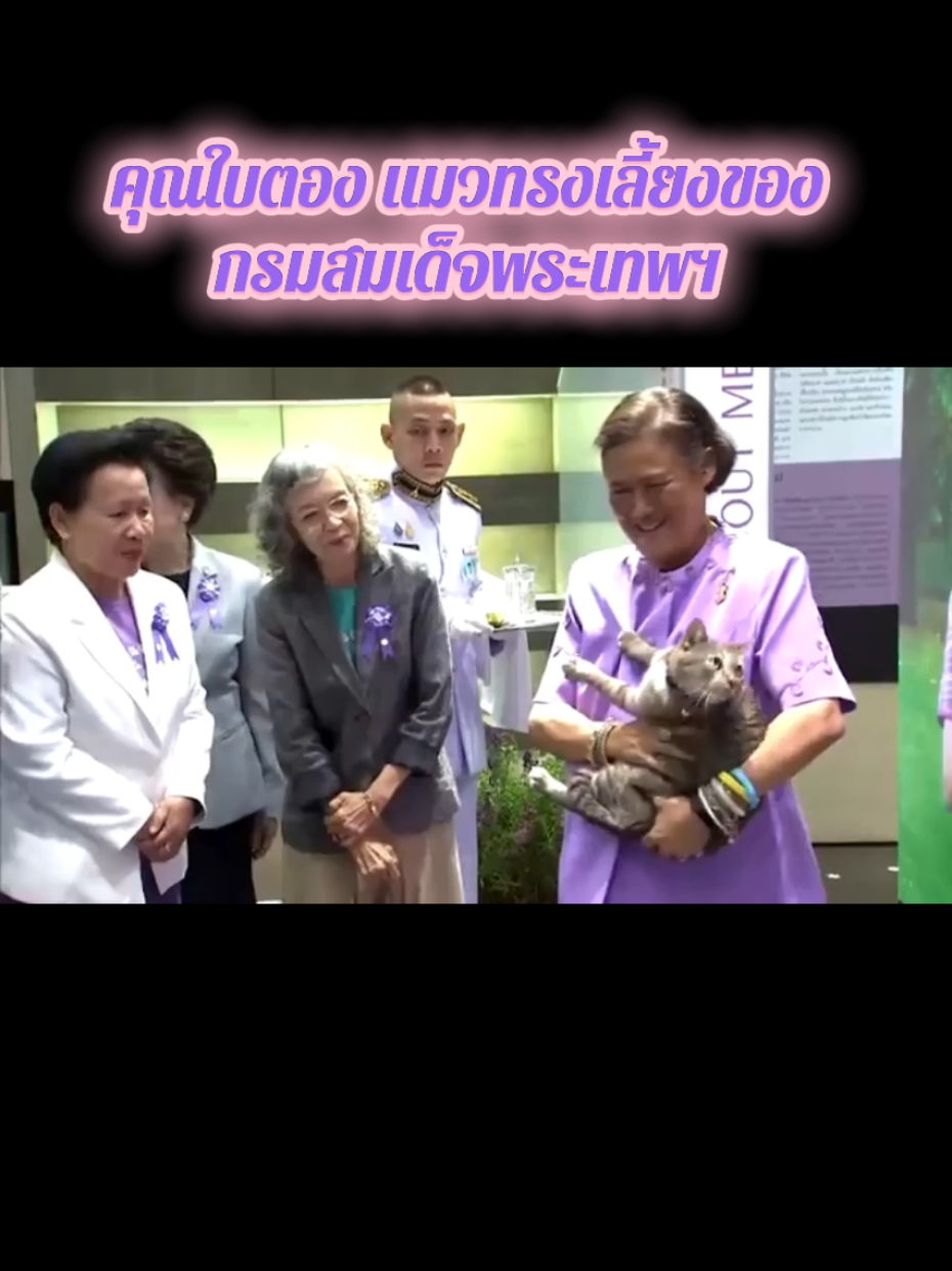 คุณใบตอง แนวทรงเลี้ยง ในสมเด็จพระกนิษฐาธิราชเจ้ากรมสมเด็จพระเทพรัตนราชสุดาฯสยามบรมราชกุมารี #สมเด็จพระกนิษฐาธิราชเจ้า #กรมสมเด็จพระเทพฯ #แมวทรงเลี้ยง #เทรนด์วันนี้ #ฟีดดดシ 