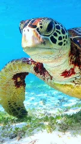 とてつもなく綺麗だった✨️ #snorkeling #underwater #miyako #miyakoisland 
