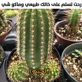 اي والله 😹😹#explore #fyp #fypage #fyppppppppppppppppppppppp #الشعب_الصيني_ماله_حل😂😂 