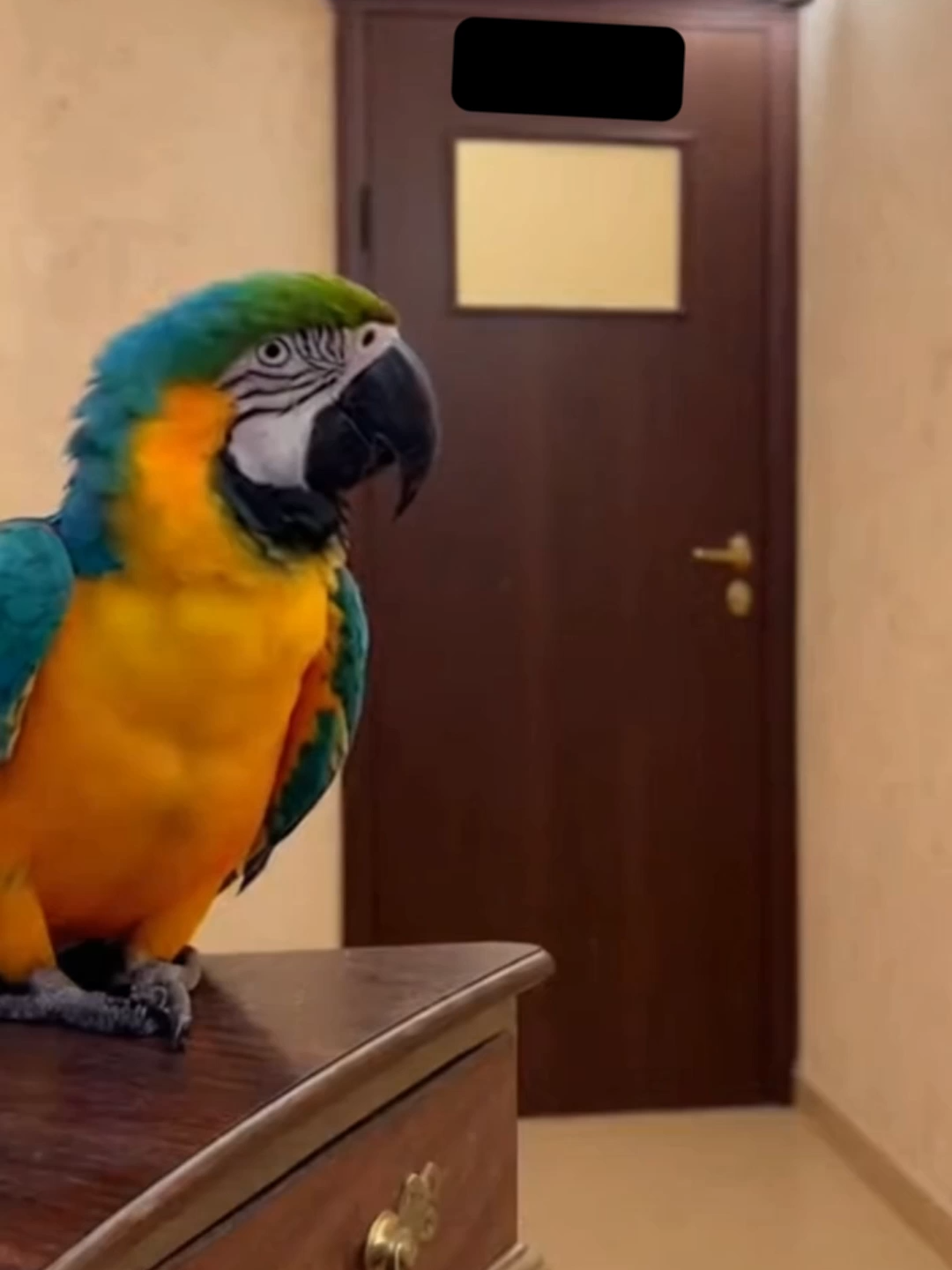 Попугай тролит хозяйку, когда она ...  #приколы  #юморист  #попугай
