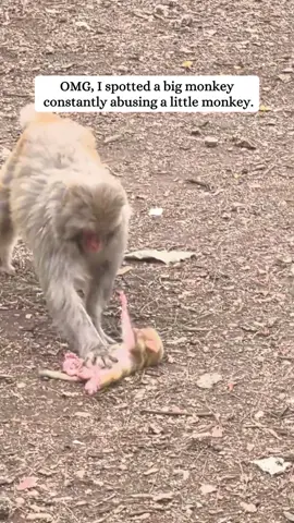 Rescue a poor monkey and then #animal #fyp #rescue #monkey #animalsrescue 