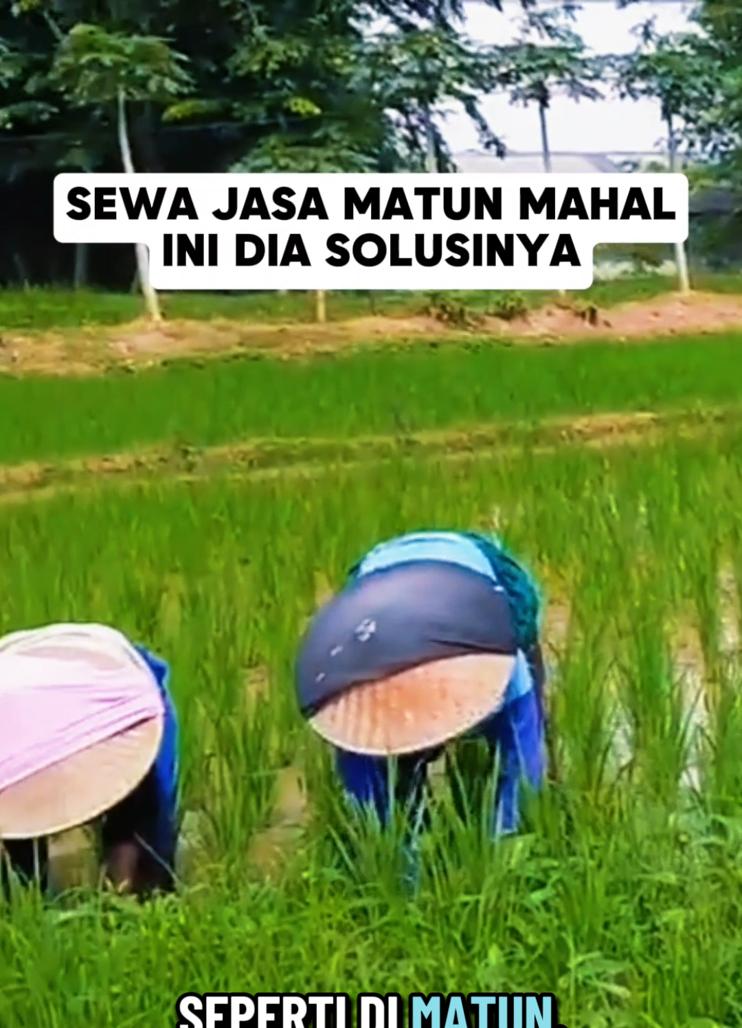 alat matun padi menggunakan herbisida selektif padi herbisida vulgar obat rumput padi sawah #herbisidaselektifpadi #herbisidavulgar #lumagro #creatorsearchinsights #CerealCerdik 