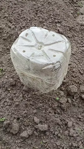 Вкриття 1о-2х річного саджанця винограду...