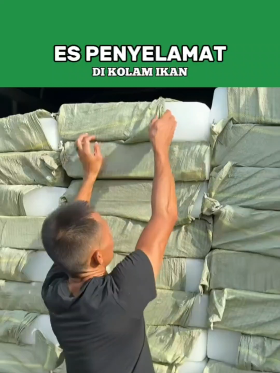 Ketika panas ekstrem datang, es bukan hanya untuk minuman — tapi juga penyelamat hidup ribuan ikan. 🧊🐟 #TelusurBumi #FaktaUnik #PeternakanIkan #FenomenaAlam #IklimEkstrem