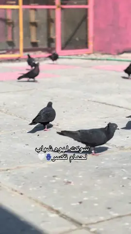 @ولد جبده ❤️ @الديــراوي @الباشه🦅 @ذباح✌️🤫 