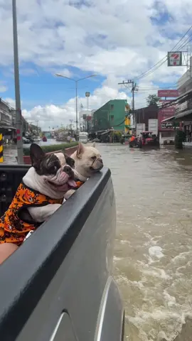 ผู้ประสบภัยจะสลดกี่โมง???? ทั้งสุโขทัยสนุกอยู่2ตัวววว😅😂