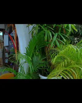 Riteish Deshmukh Tusshar Kapoor movie  ❤️ 😂  part 3 name Are we super cool Adi and Sid want to make big but always run out of luck and series of confusion start taking place when they reach Goa. #KyaKoolHaiHum #bollywoodmovies #viralpost2025shi #Twinkle Khanna #SRK less