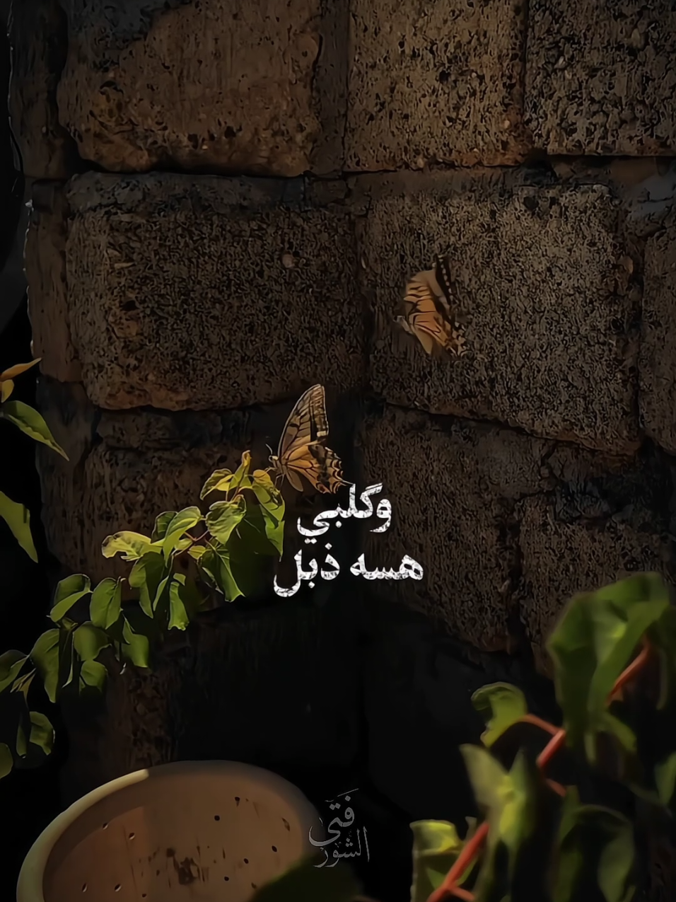 گلبي هسه ذبل ❤️‍🩹 #ذو_الفقار_الكعبي #محمد_باقر_الخاقاني #سيد_سلام_الحسيني #اكسبلور 