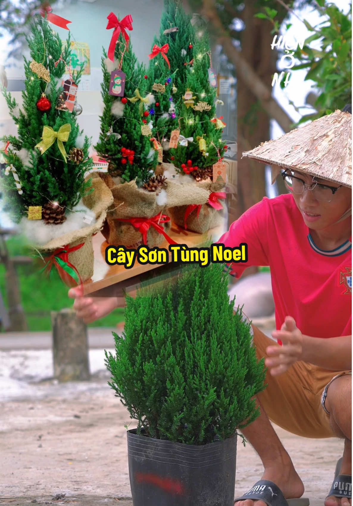 Cây Sơn Tùng Trang Trí Noel Rất Đẹp Luôn #hienonha 