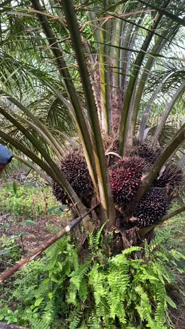 Tor monitor ketua,harga sawit turun ketua 😁 #panensawit #petanisawit #kebunsawit #sawitsumatera 