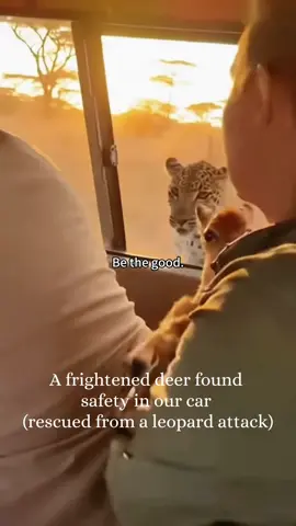 Save the Wildlife #fyp #bird #wholesome #animalrescue #junglesafari 