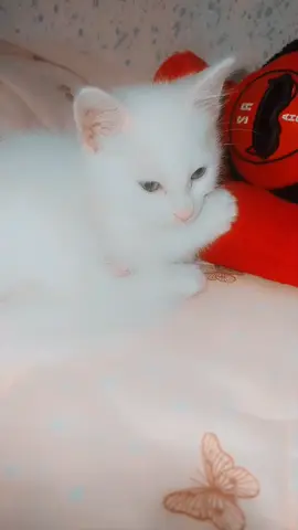 #❤️❤️❤️❤️❤️❤️❤️ # #قطط كيوت#