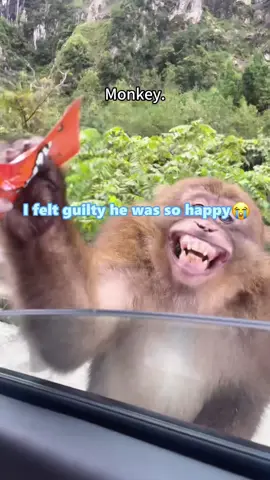 The funniest monkey ever! #monkey #animal #viralvideo #tiktok 