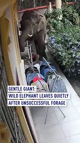 Surveillance footage from a villager’s home in Mengla County, #Yunnan Province, captured a wild Asian #elephant wandering in search of food. The gentle giant quietly explored the yard, carefully avoiding flowers and plants. When it couldn’t find anything to eat, it politely left – without causing any damage or disturbance. #Wildlife #AsianElephant #China
