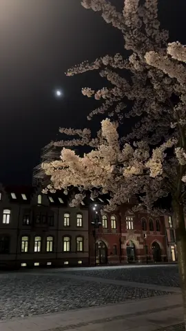 #قرآن_كريم_راحة_نفسية🌷🌻 