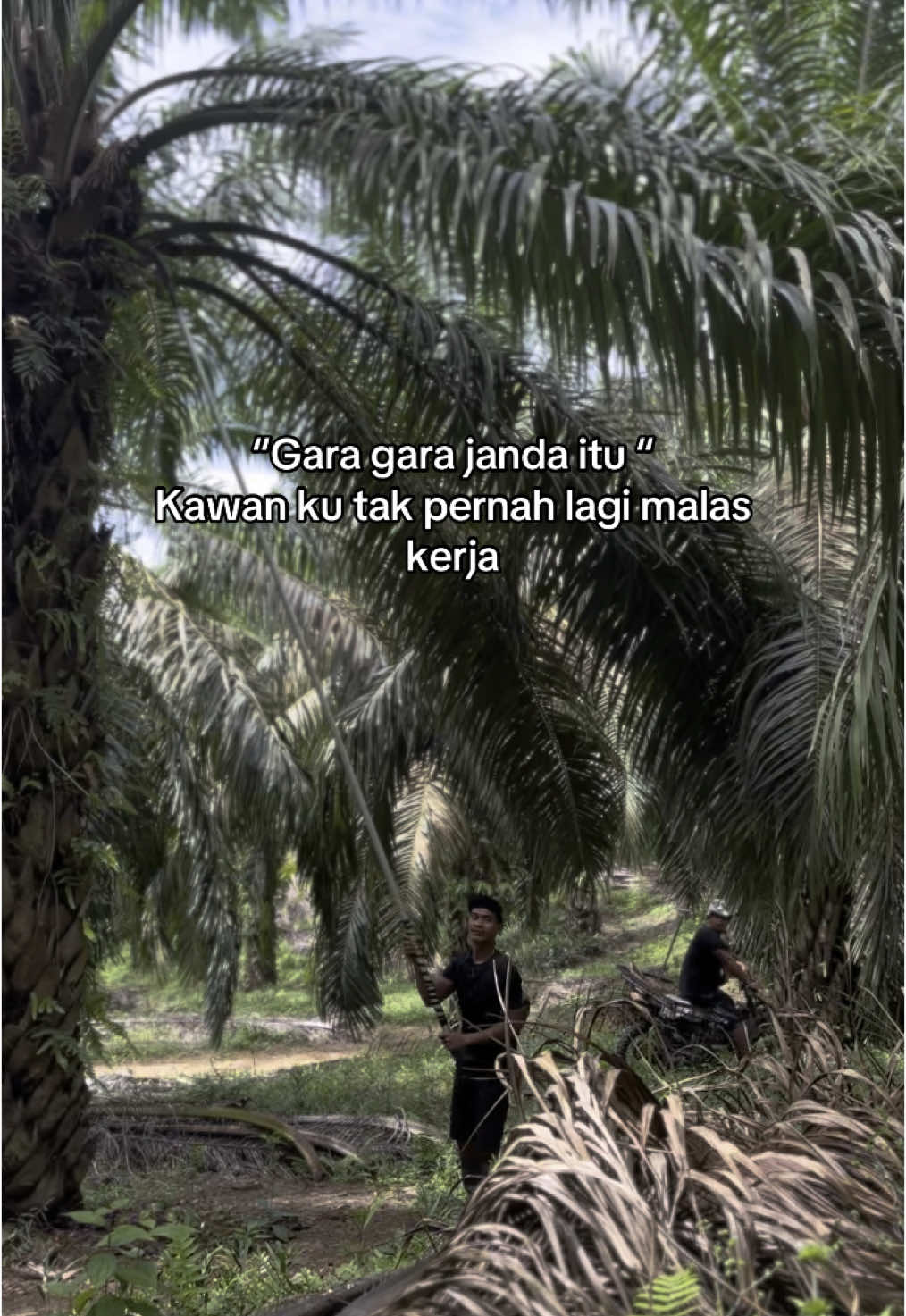 Janda anak satu idaman kawanku🫶#fyp #fypシ゚ #fypage #fypシ゚viral #fouryou #fypdongggggggg #sawit #kulisawit #petanimudasukses 