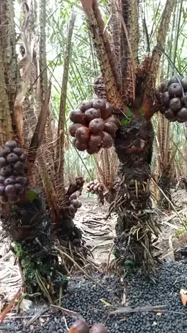 panen salak pondoh #petani #kebun #salakpondohwonosobo 