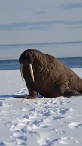 Raksasa Laut Bertaring: Si Walrus yang Super Unik! #walrus #hewanlaut #faktaunik #lautarktik #hewanbesar #faktahewan #lautdingin #AnimalFacts #wildlife #arktik 