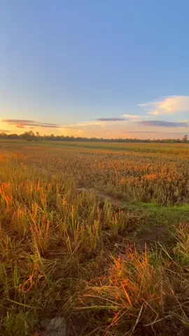 ลมพัดฮักเพ..#สตอรี่_ความรู้สึก😔🖤🥀 #วิวบ้านนอก🍃 #ท้องฟ้า #🌾🌾 #ทุ่งนา☀️☀️ #fyp #เธรดเพลง 