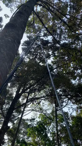 #fyp #fypage #fypシ゚ #durianlokal #durian 