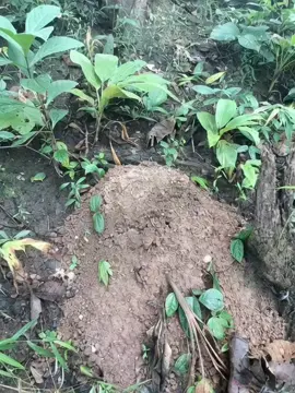 #สัตว์ประหลาดโผล่จากดิน