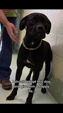#onthisday #dogsoftiktok #rescuedog 