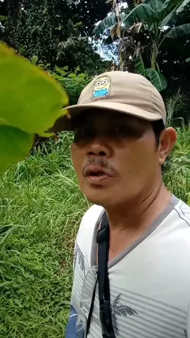 #comedy urang sumedang#bangunan liar#ulah poho gaspolkeun