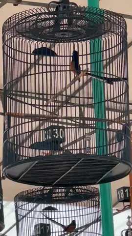 PEMULIHAN #kicaumania #muraibatuindonesia 