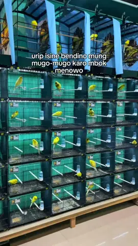 Galery Kenari Import Magelang 🔥 #kicaumaniaindonesia #fyp #kenari #viral #kicaumania 
