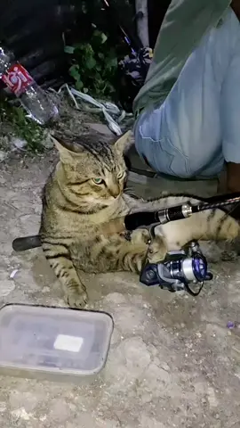 Mujaer mancing lele 🗿 #kucinglucu #kucingimut #kucinggemoy #kucingoren #fyp 